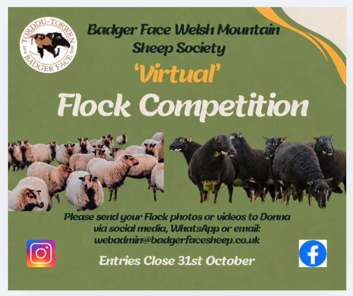 virtual flock competiton