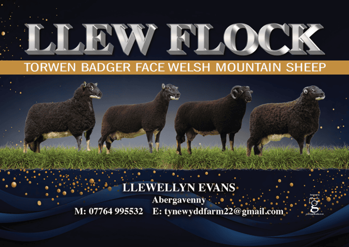 Llewellyn Evans Torwen Sheep Abergavenny