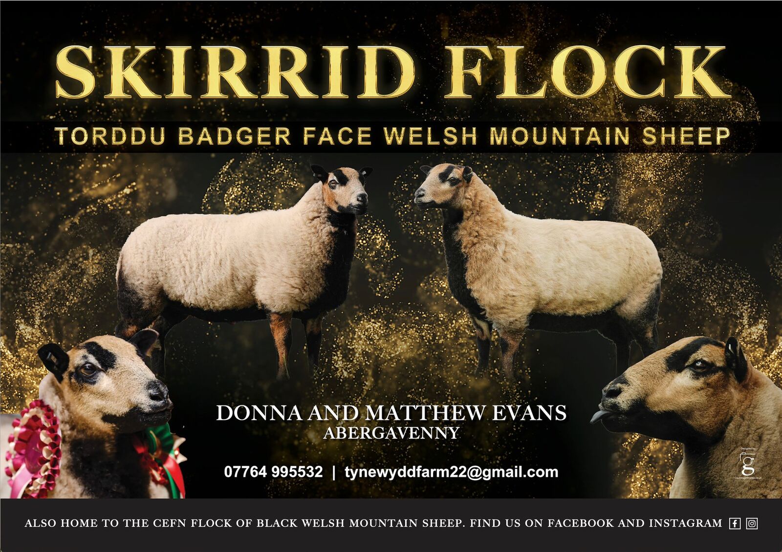 Skirrid Flock Badger Face Welsh Mountain Sheep