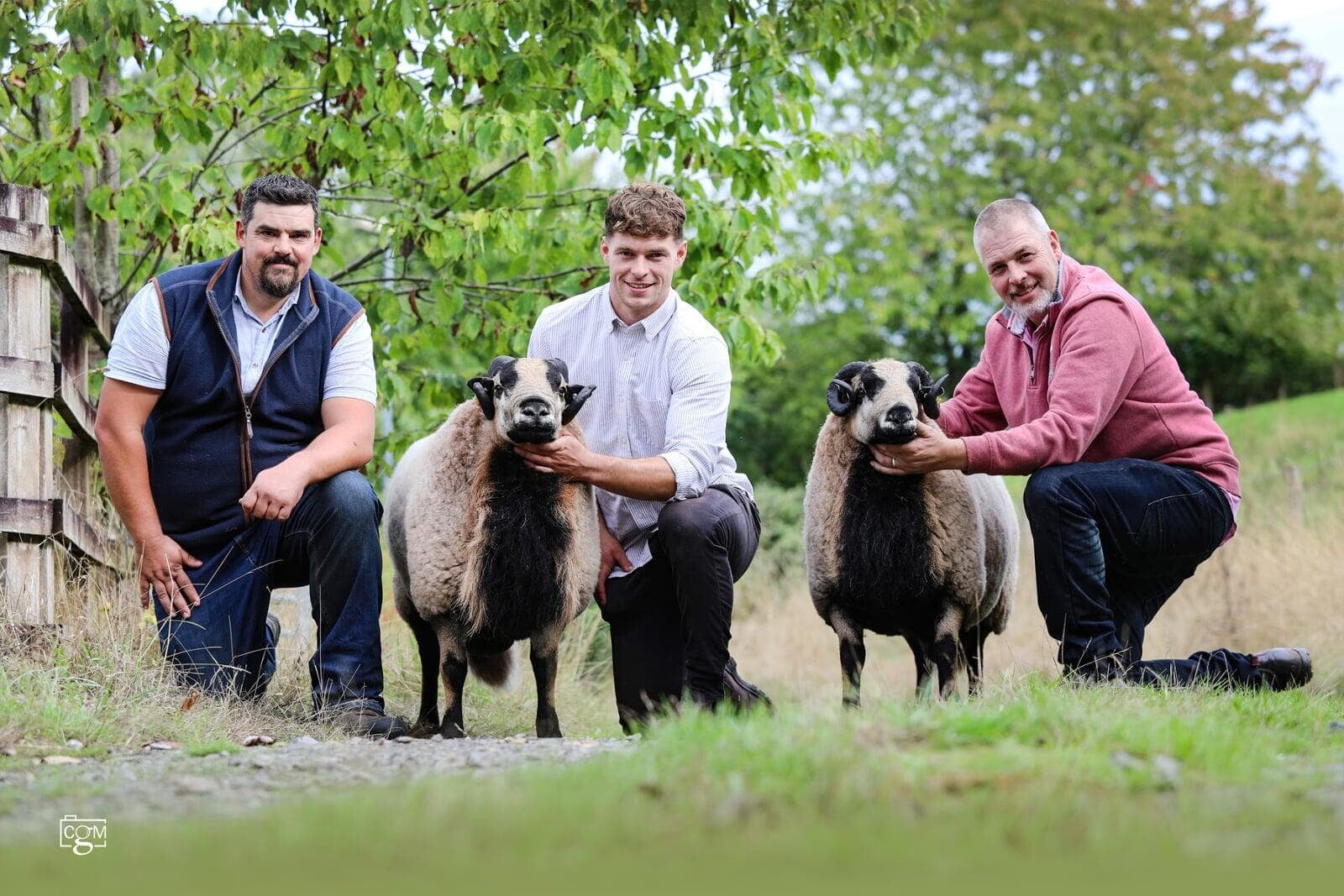 Record Breaking Badger face Welsh Mountain Sheep Brecon