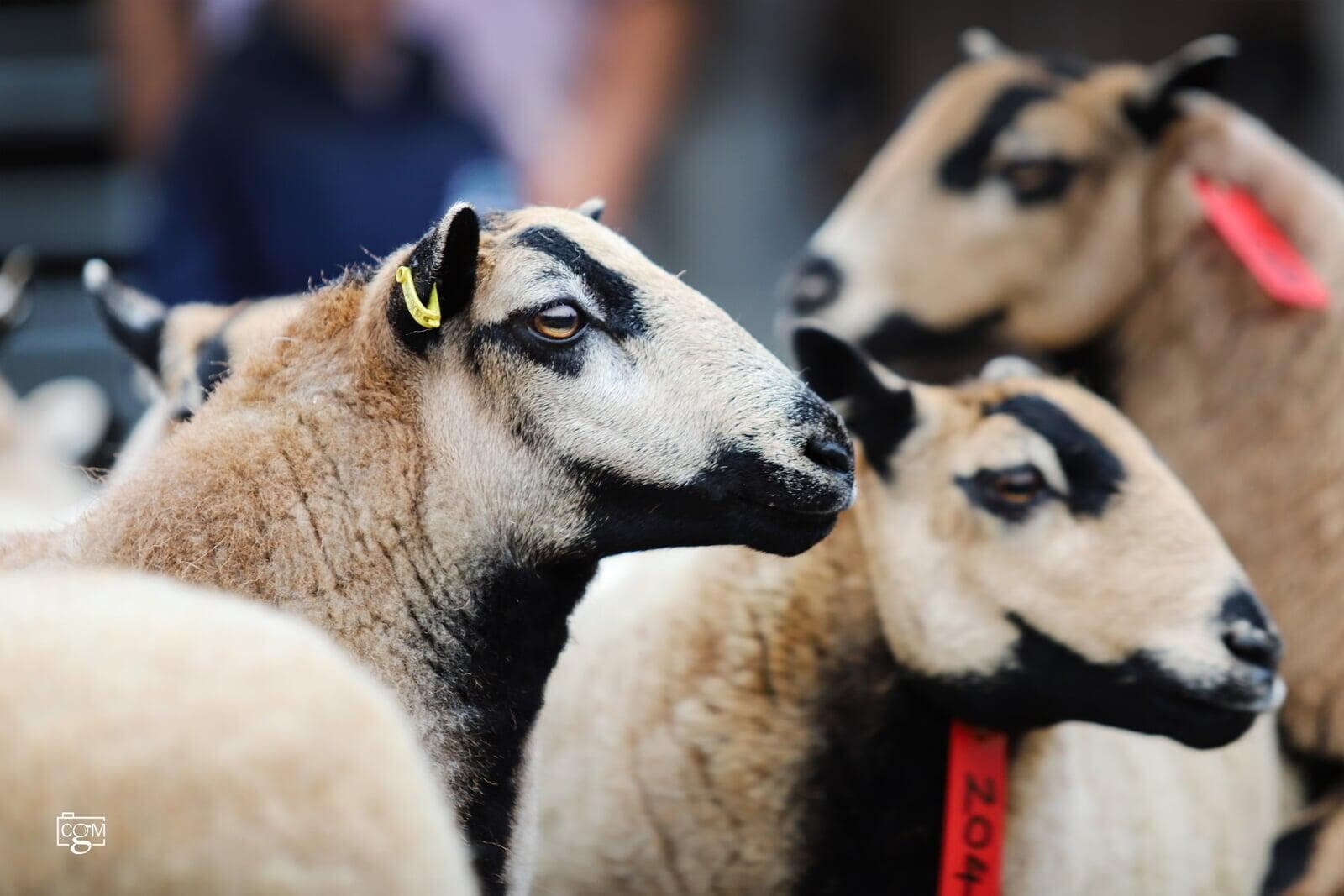 Brecon Show And Sale Badger Face Welsh Mountain Sheep
