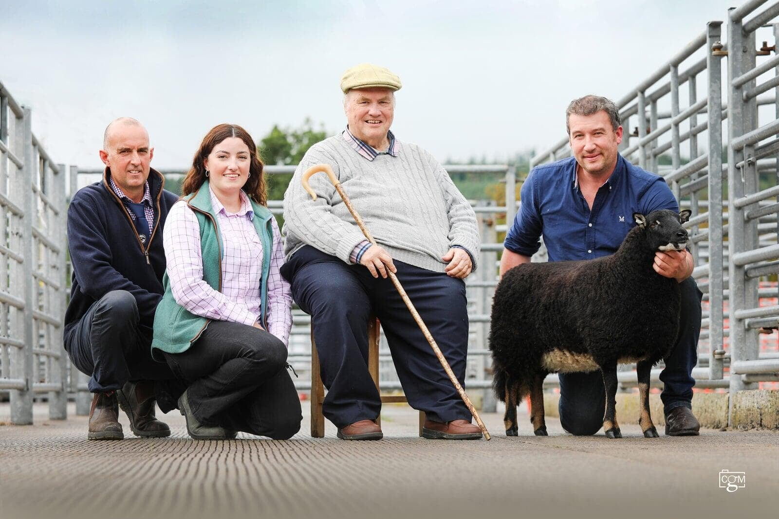Torwen Record Breaker Show Sale Sheep Badger Face Sheep