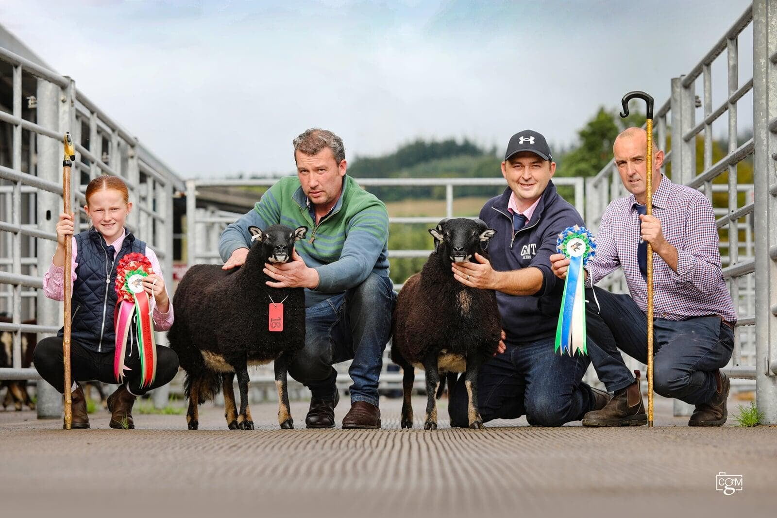 Torwen Record Breaking Badger face Welsh Mountain Sheep