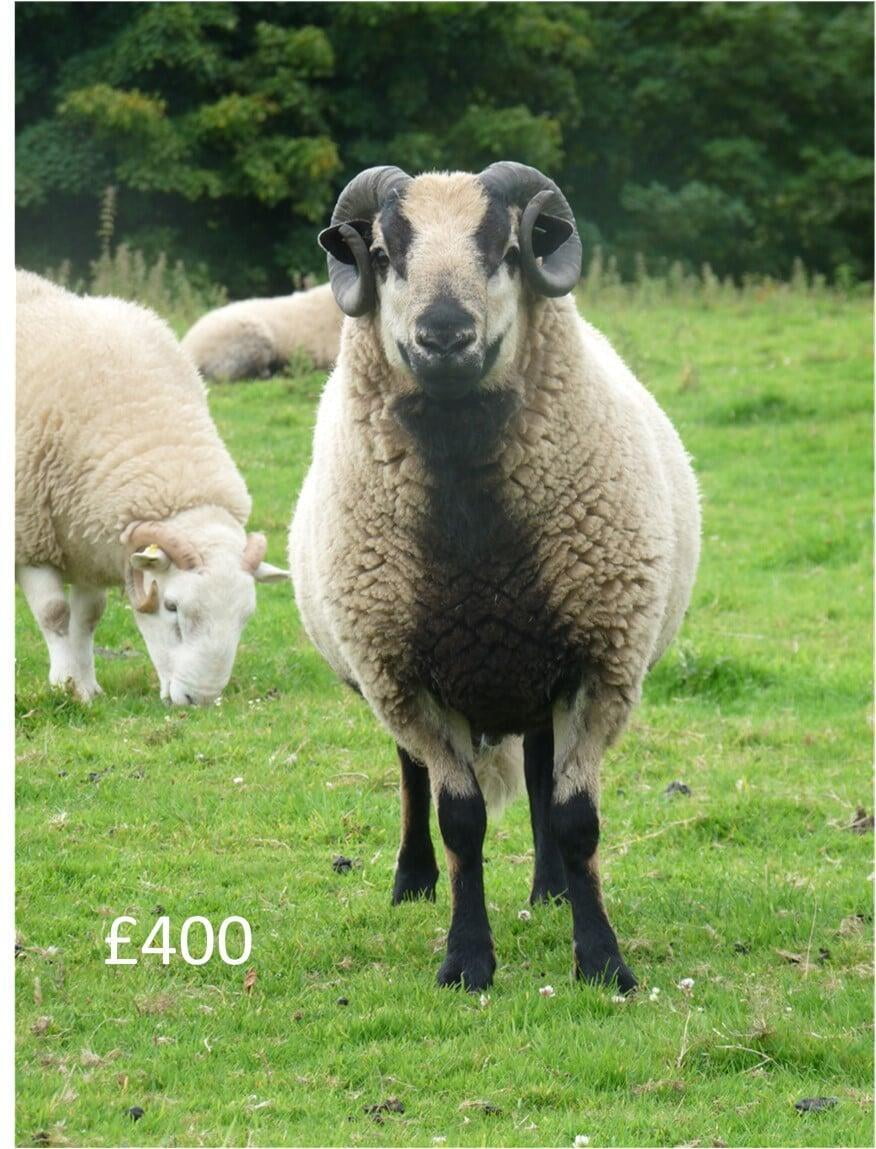 Sheep offered for sale