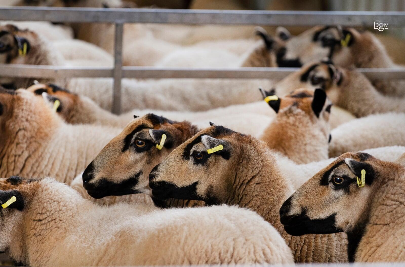 Torddu Ewe Badger face Welsh Mountain Sheep