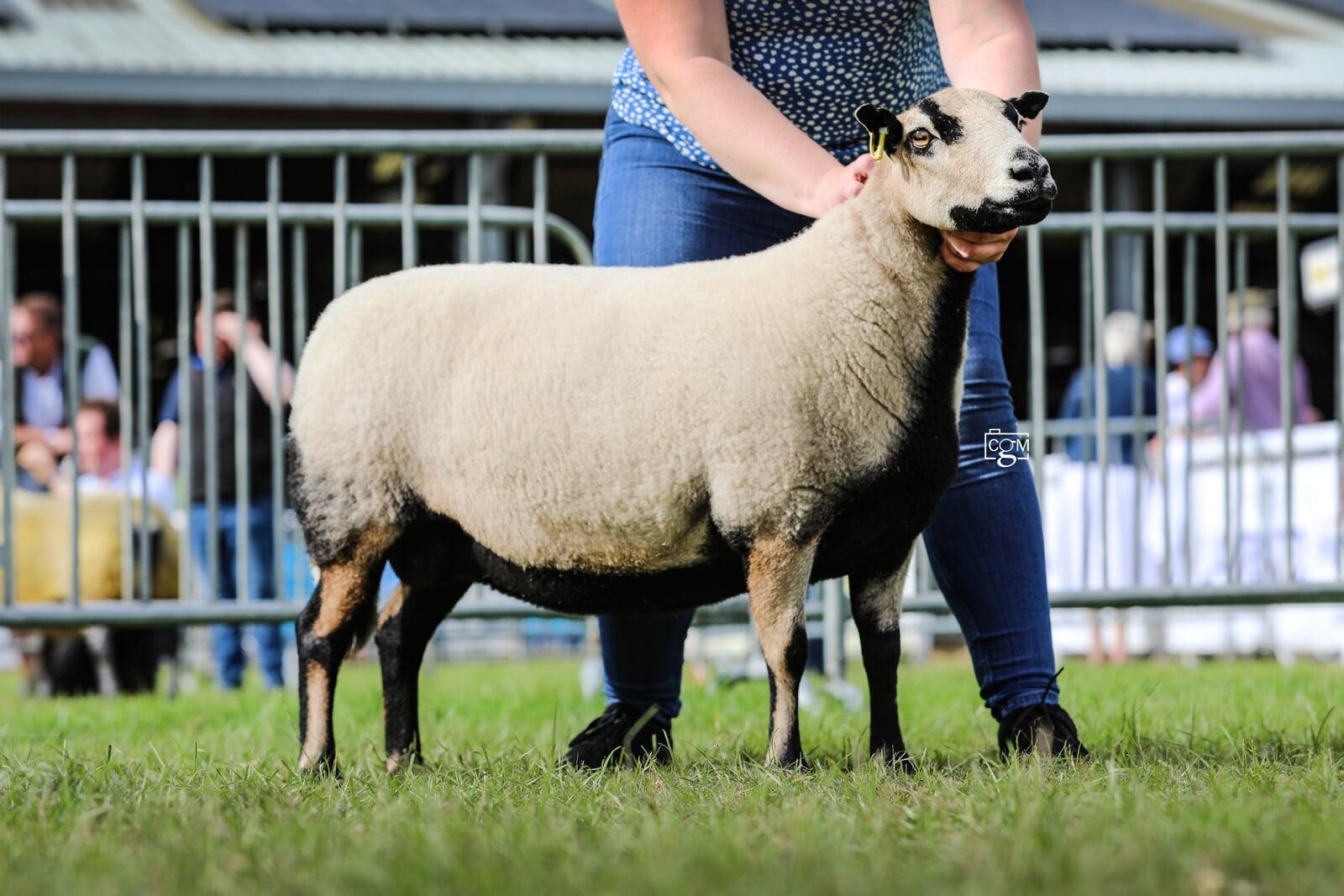 Aged Ewe Torrdu 