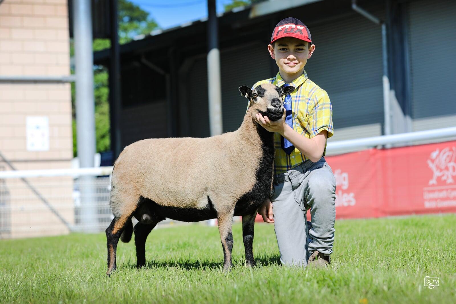 Aged Ewe 