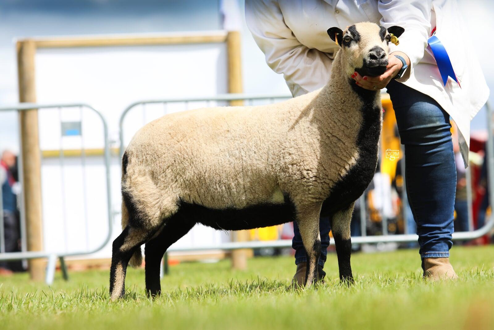 Torrdu Overall Breed Champion Kay Richardson