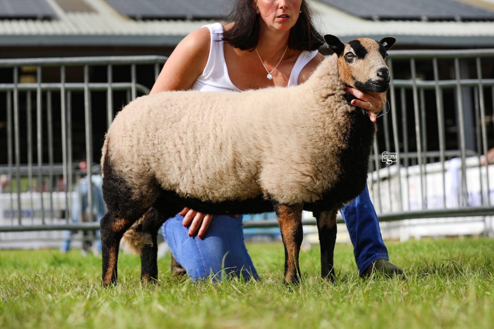 Royal Welsh Reserve Champion Evans