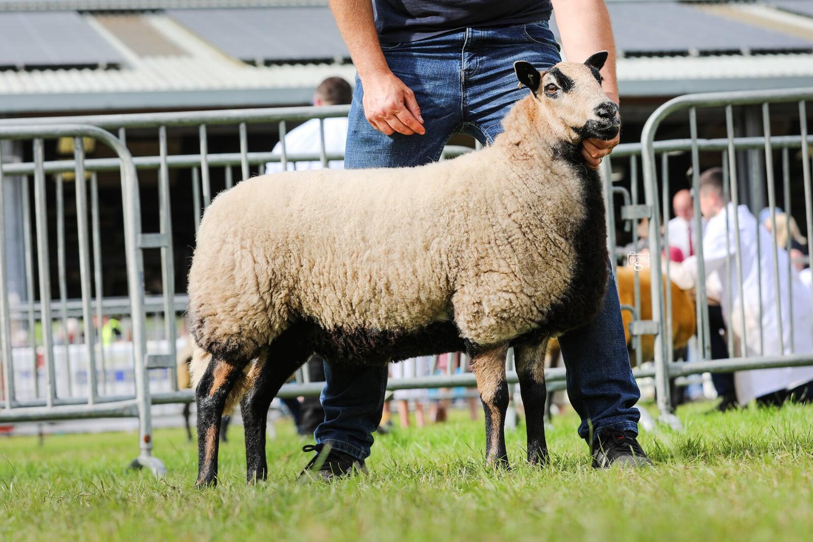 Shearling Torddu Ewe