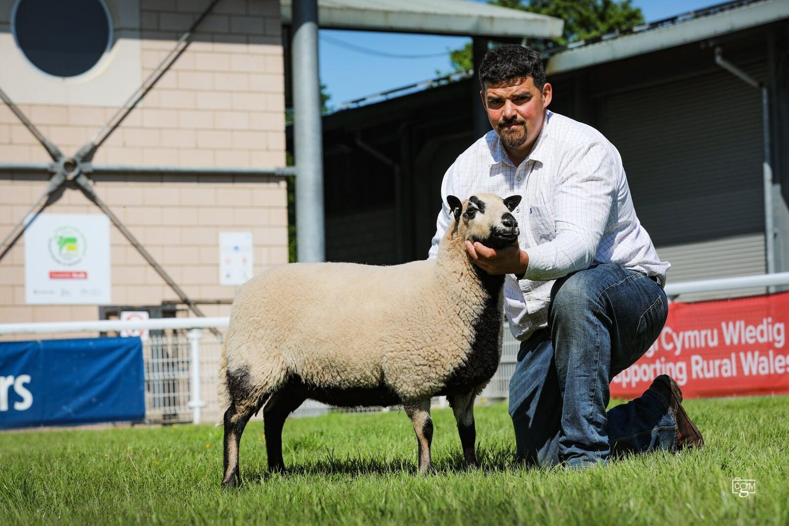 Matthew Bevan Shealring Ewe Reserve Champion