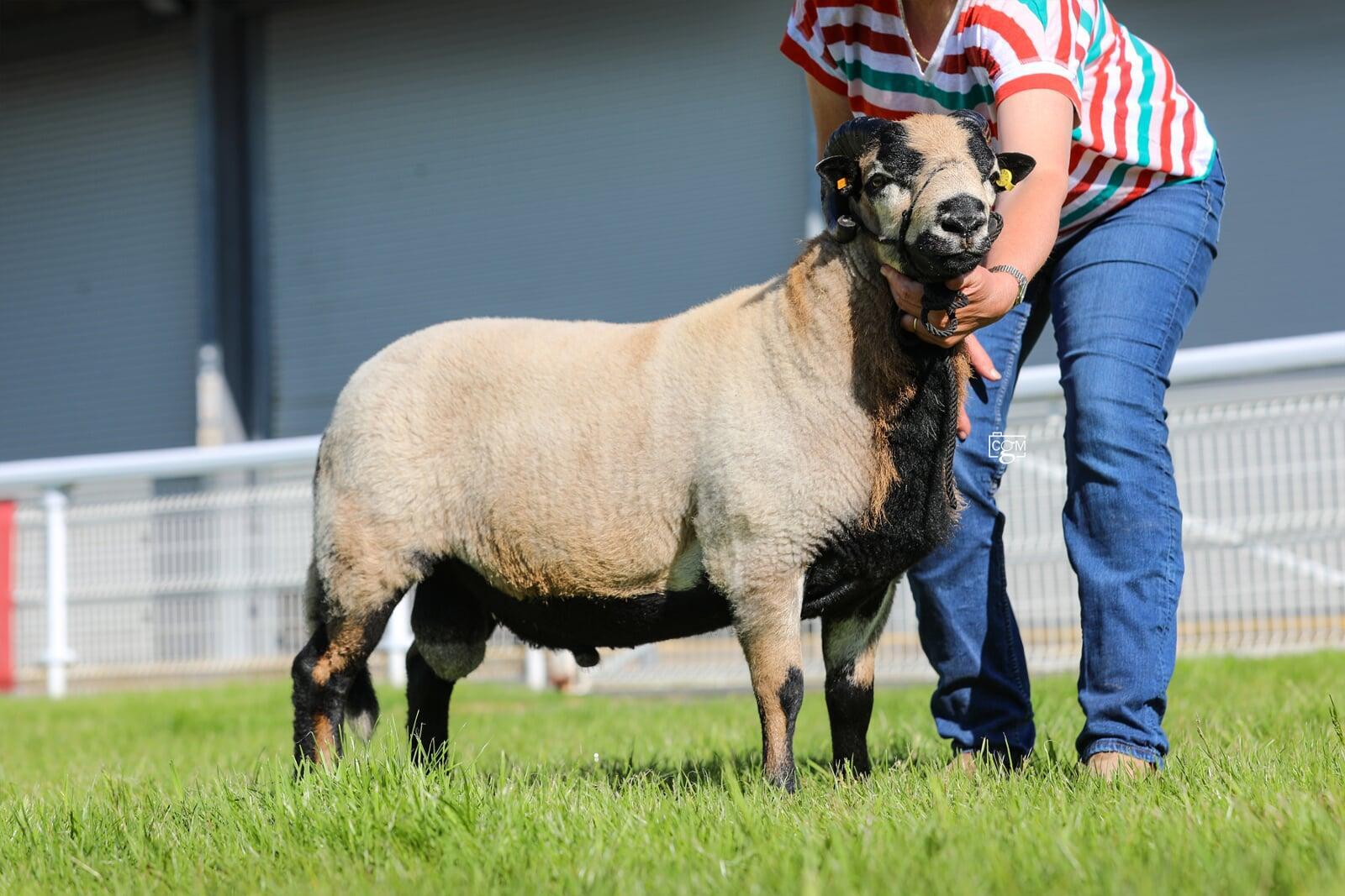 Vicki Crew Torddu Shearling Ram