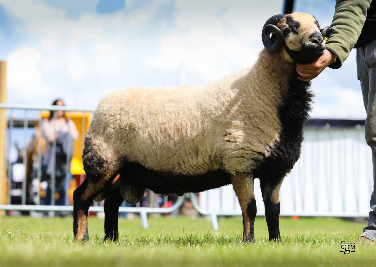 Torddu  Male Reserve Champion Aled Groucott