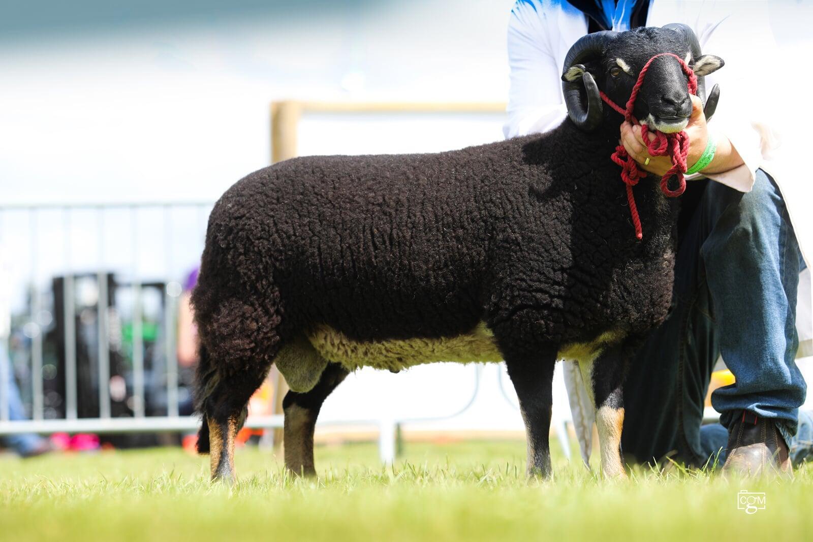 Torwen Champion Male and Reserve Champion Llewellyn Evans 