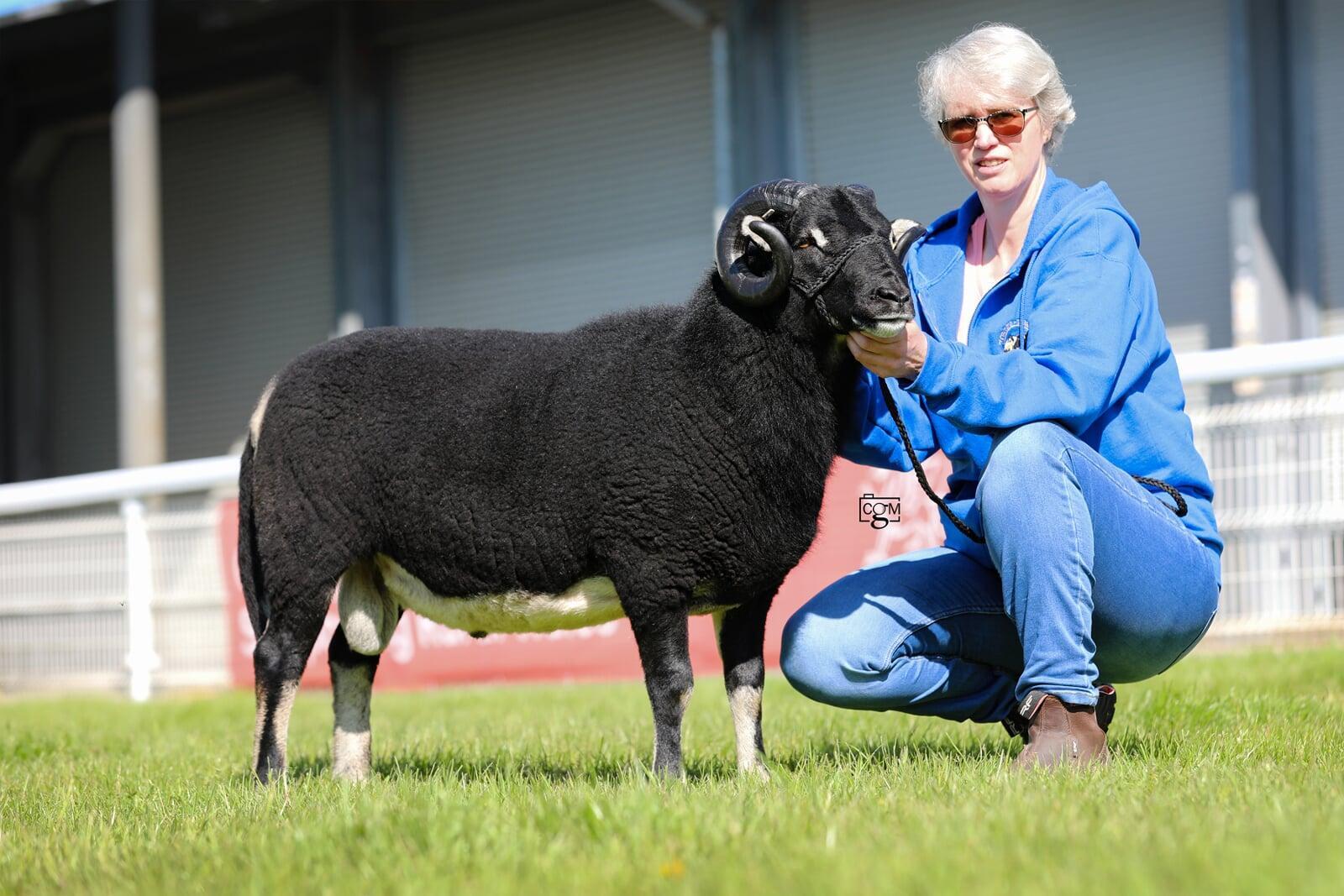 Aged Ram Jill Evans Torwen