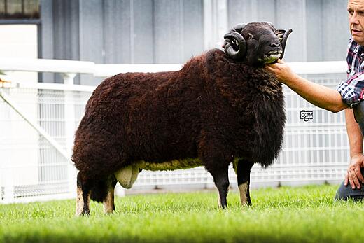 Torwen Ram