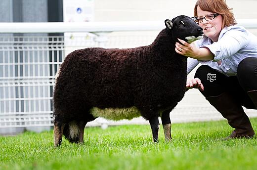 Torwen Ewe Lamb