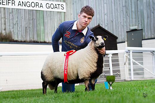 Torddu Ewe Lamb