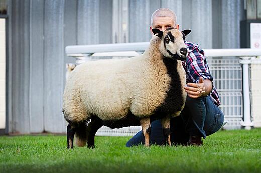 Torddu Ewe