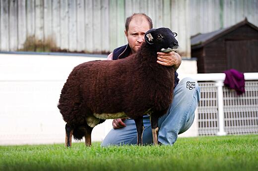 Torwen Ram Lamb