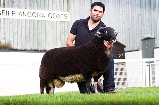 Torwen Ram