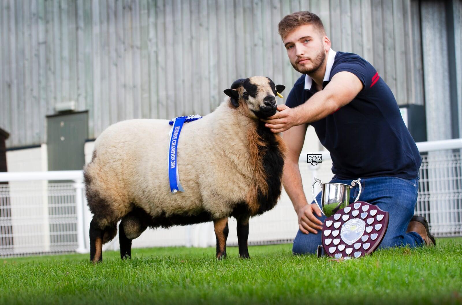 Torddu Reserve Champion