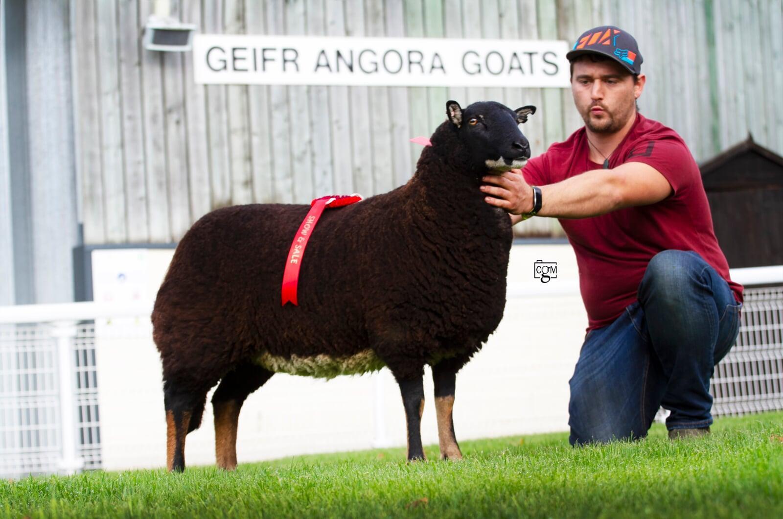 Torwen Reserve Chamion