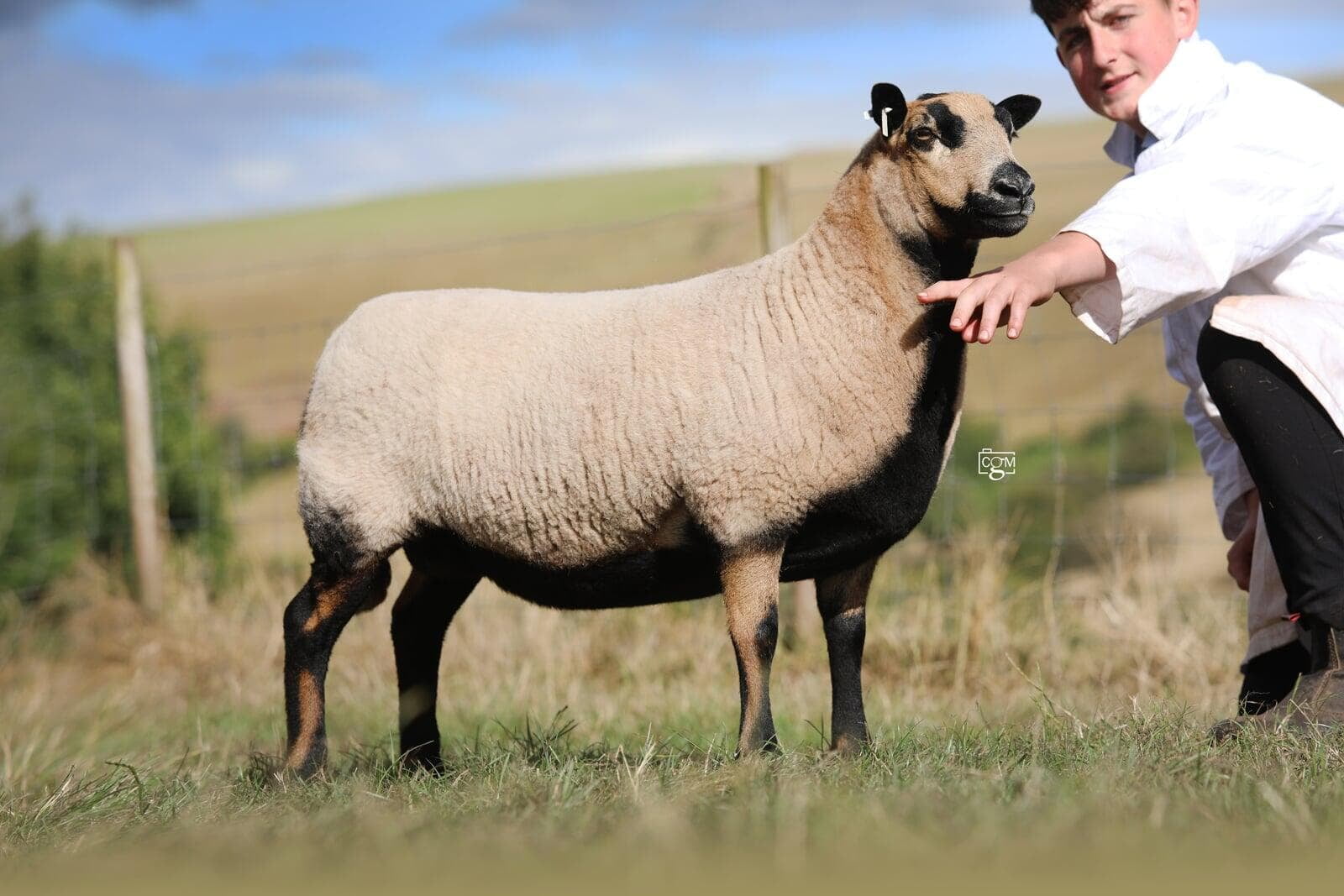 Torddu Shearling Ewe