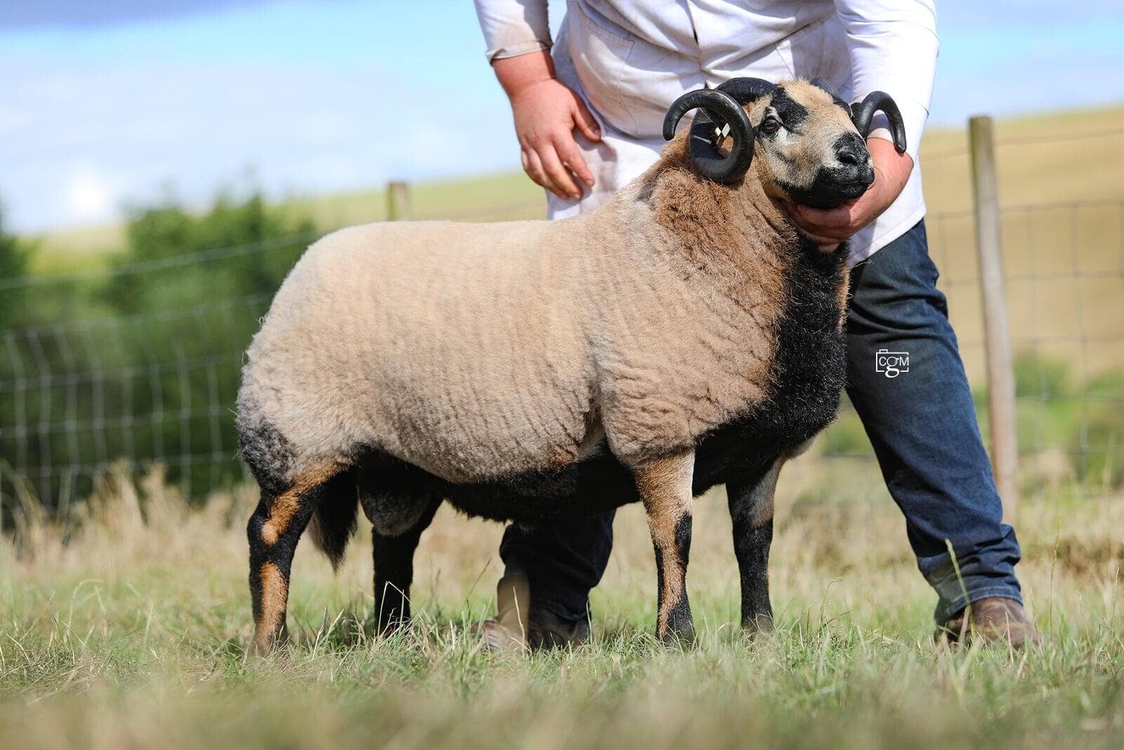 Torddu Aged Ram