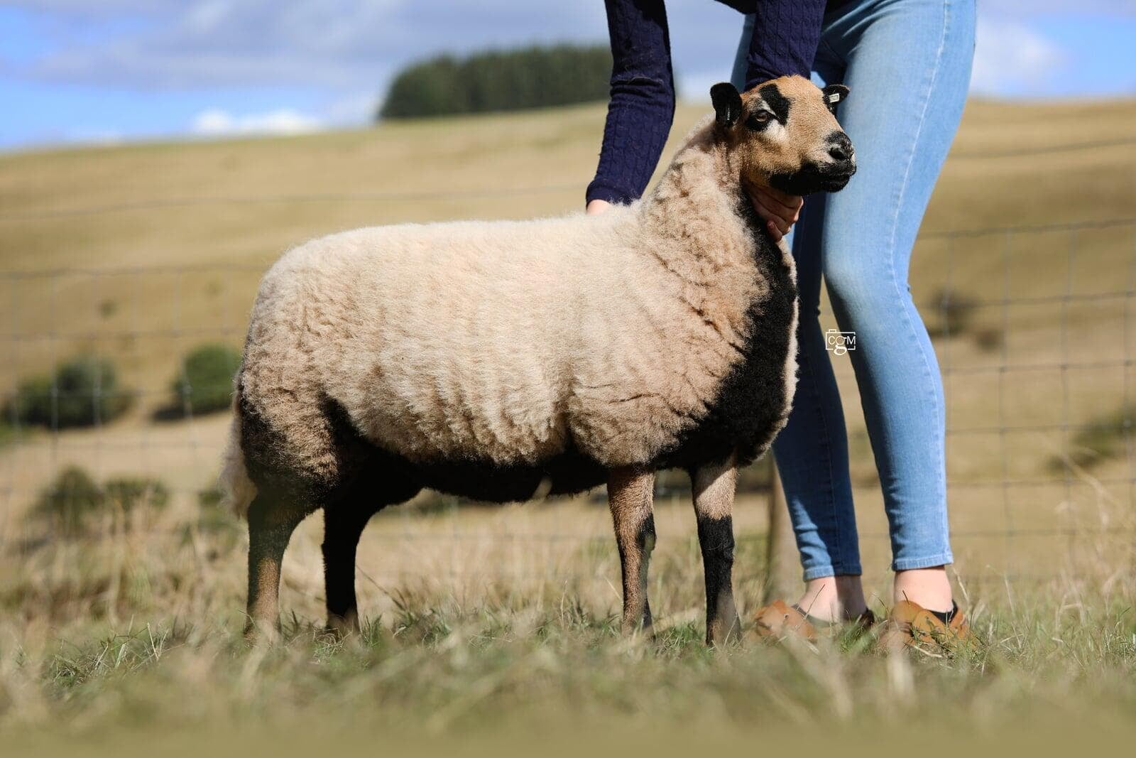 Torddu Ewe Lamb
