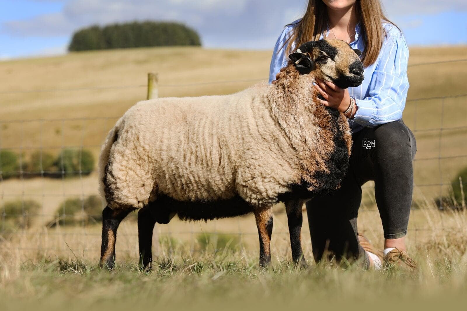 Torddu Ram lamb