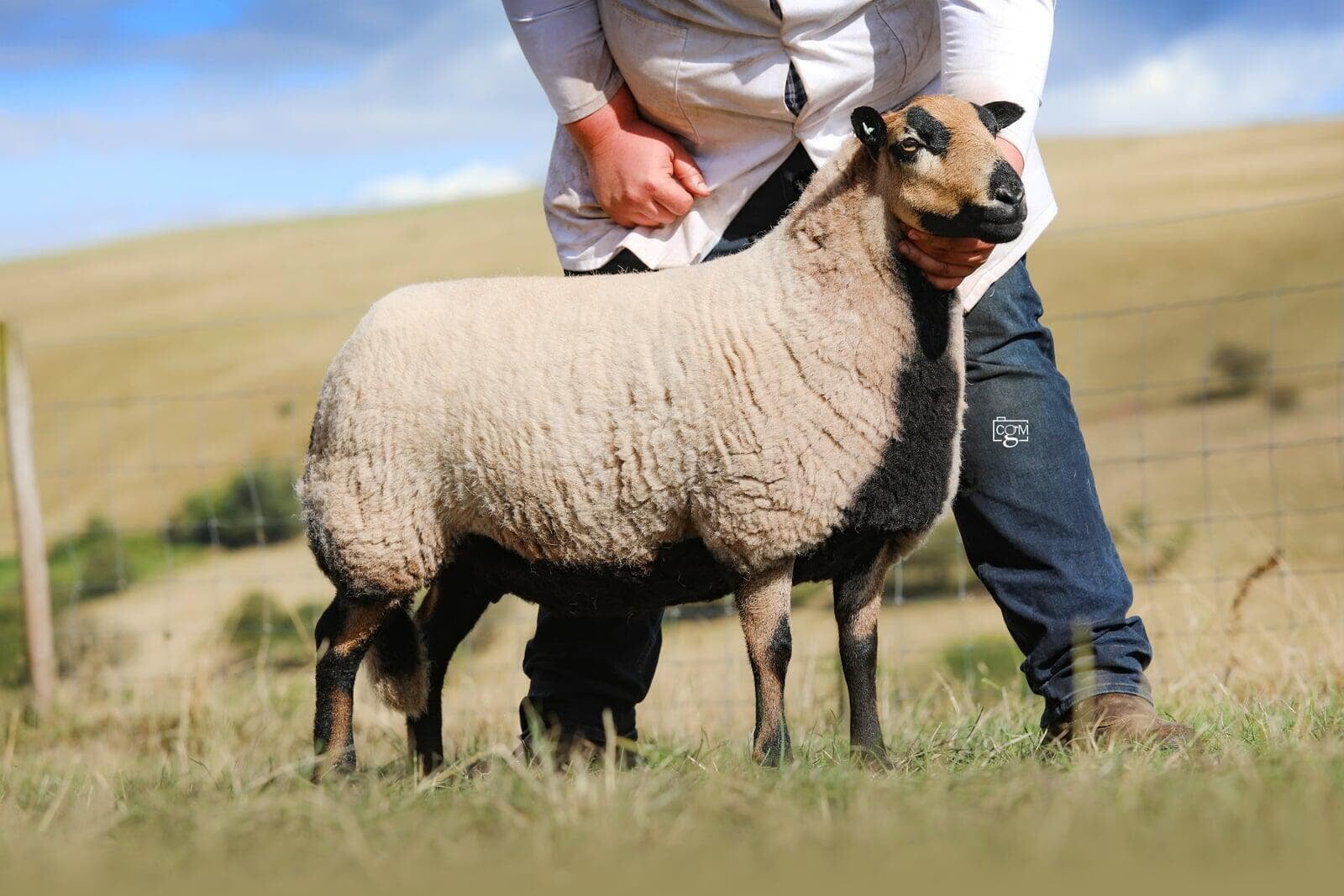 Torddu Aged Ewe