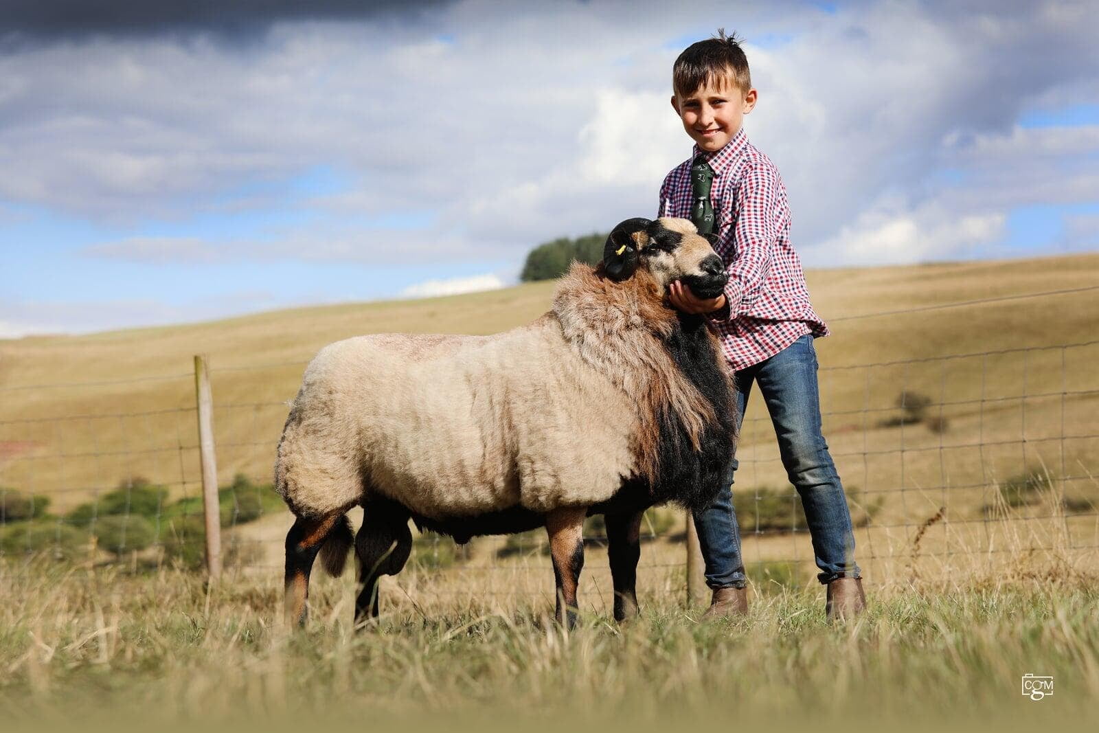 Torddu Shearling Ram