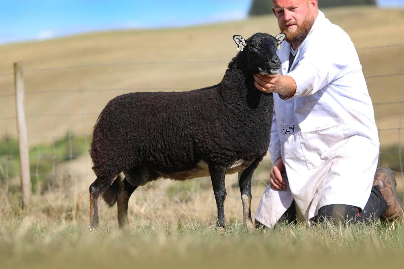 Torwen Aged Ewe