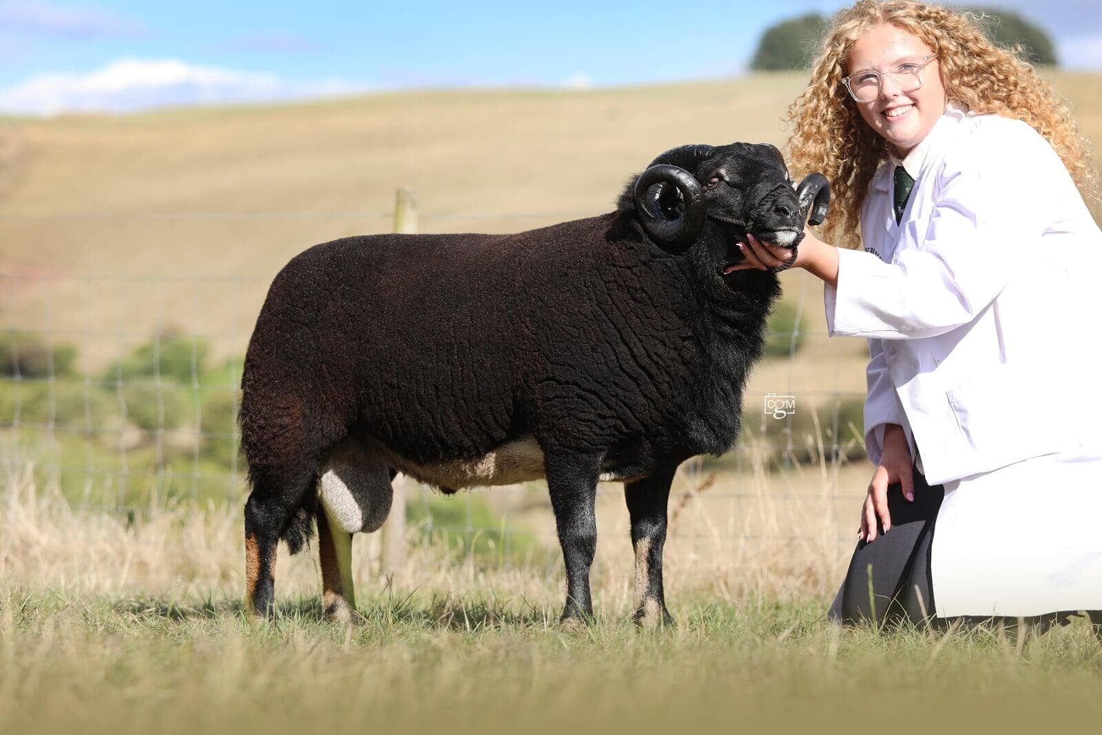 Torwen Aged Ram