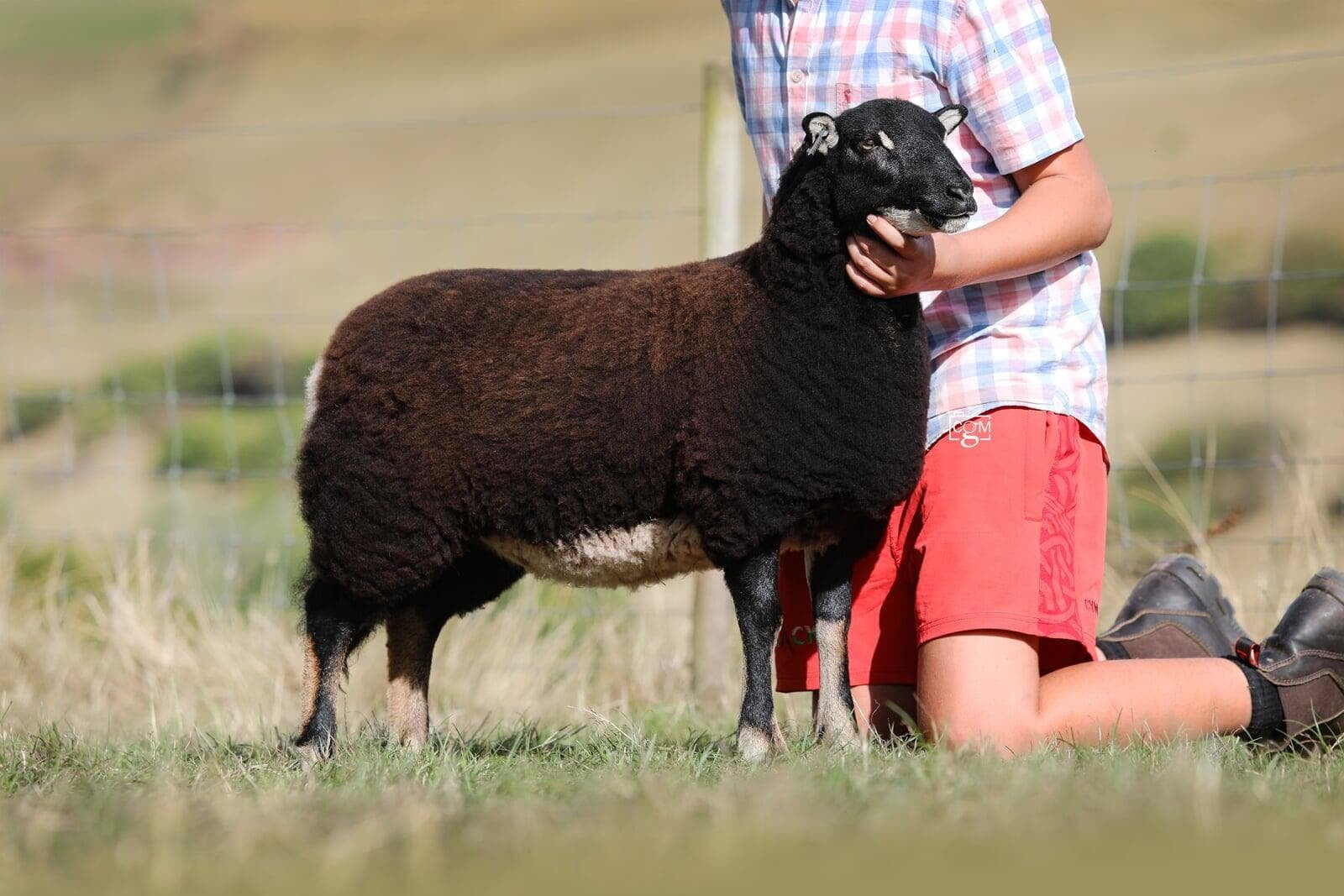 Torwen Ewe Lamb