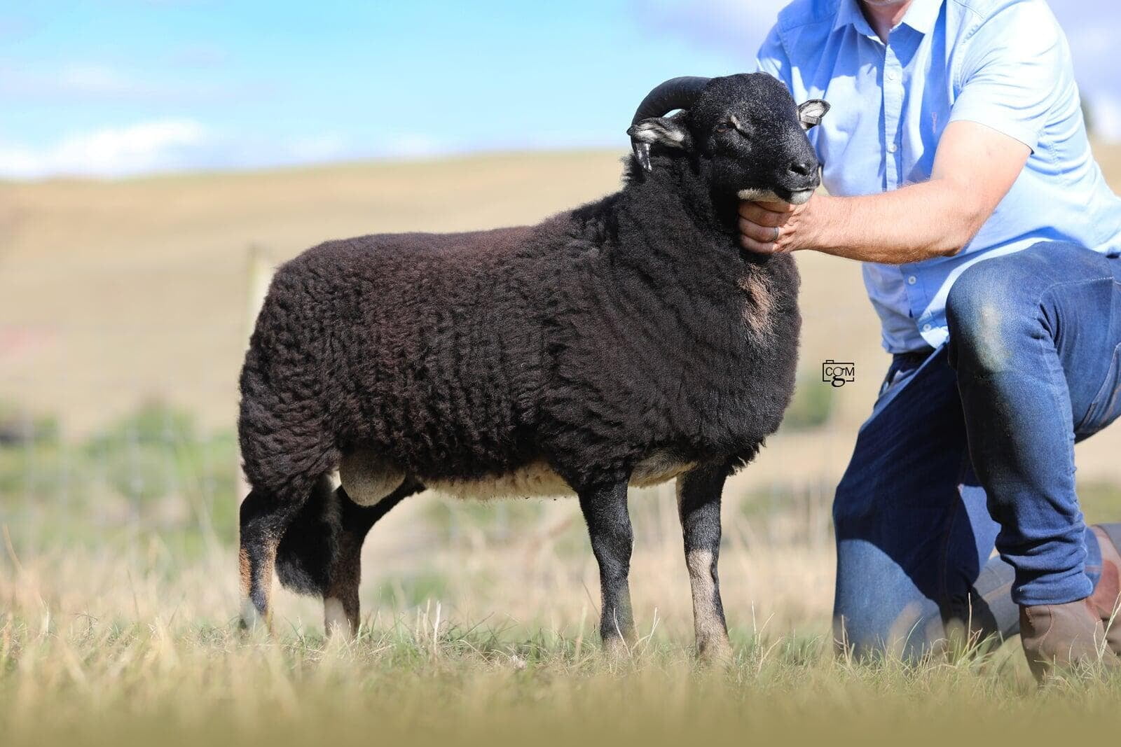 Torwen Ram Lamb