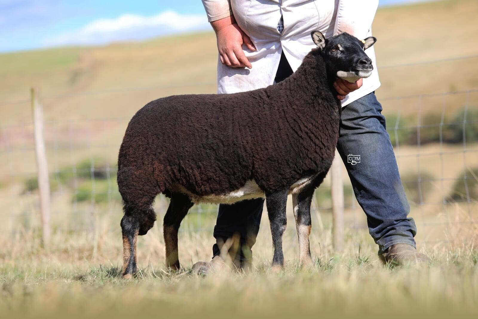 Torwen Shearling Ewe