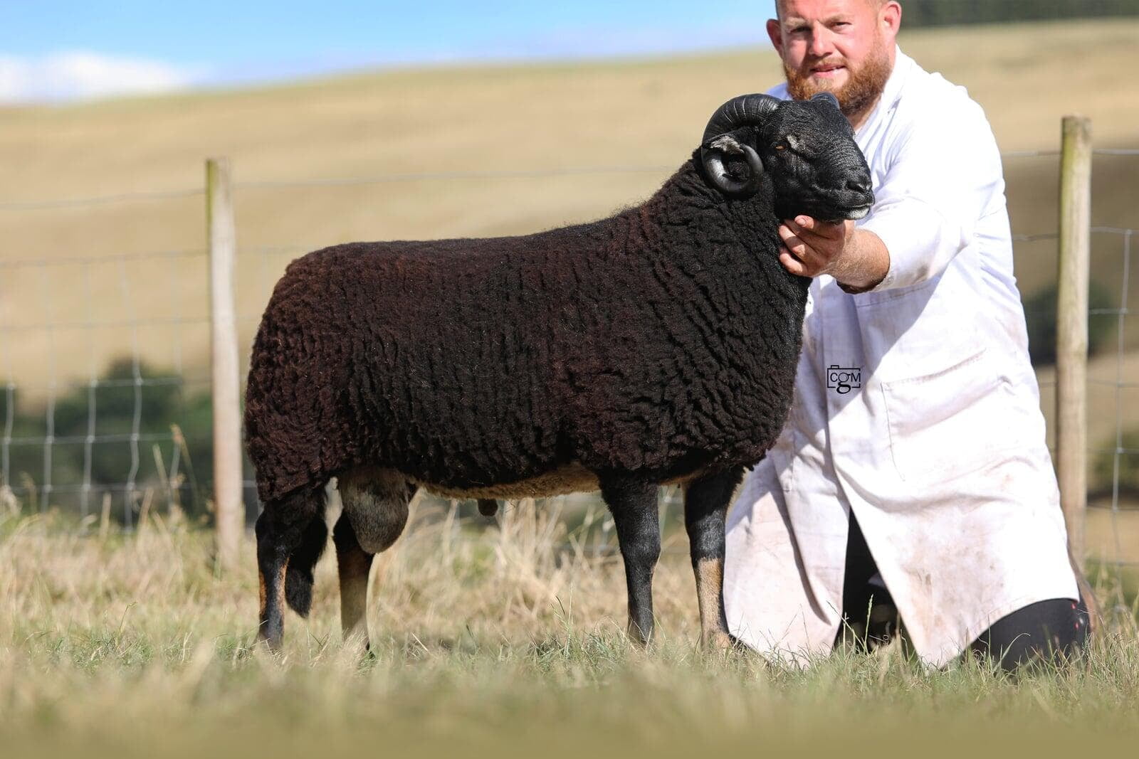 Torwen Yearling Ram