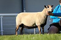 Torddu 1st Prize aged ewe