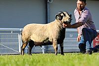 Torrdu 1st Prize Aged Ram