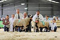 Torddu Champion Shearling Ram Reserve Champion Shearling ewe