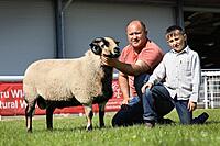 Torddu Breed Champion Shearling ram
