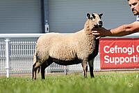 Shearling Ewe Torddu Reserve Champion