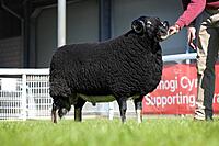 1st Prize Aged Ram