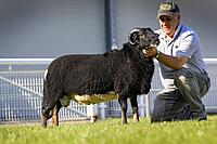 Torwen 1st Prize Shearling Ram