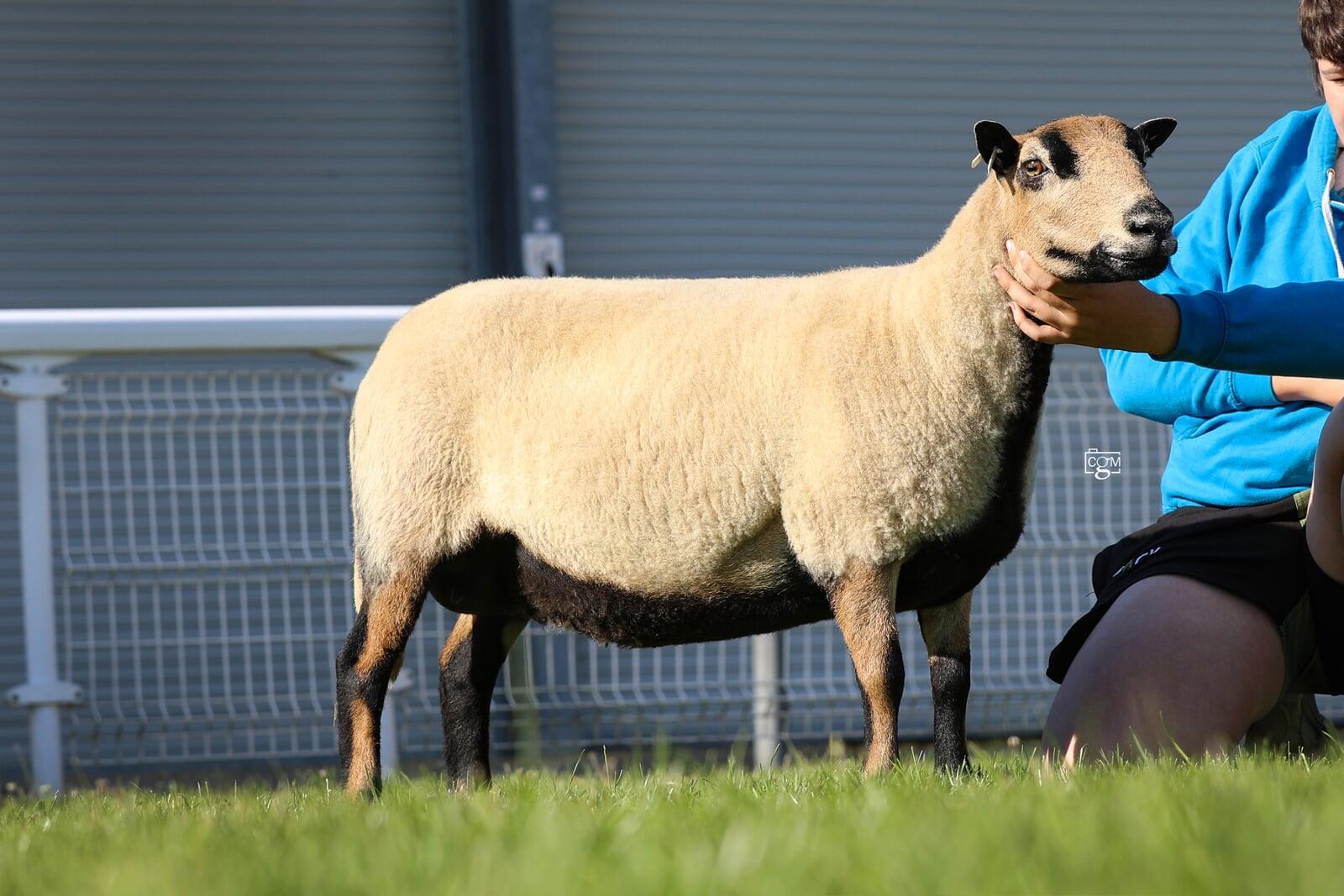 Torddu 1st Prize aged ewe