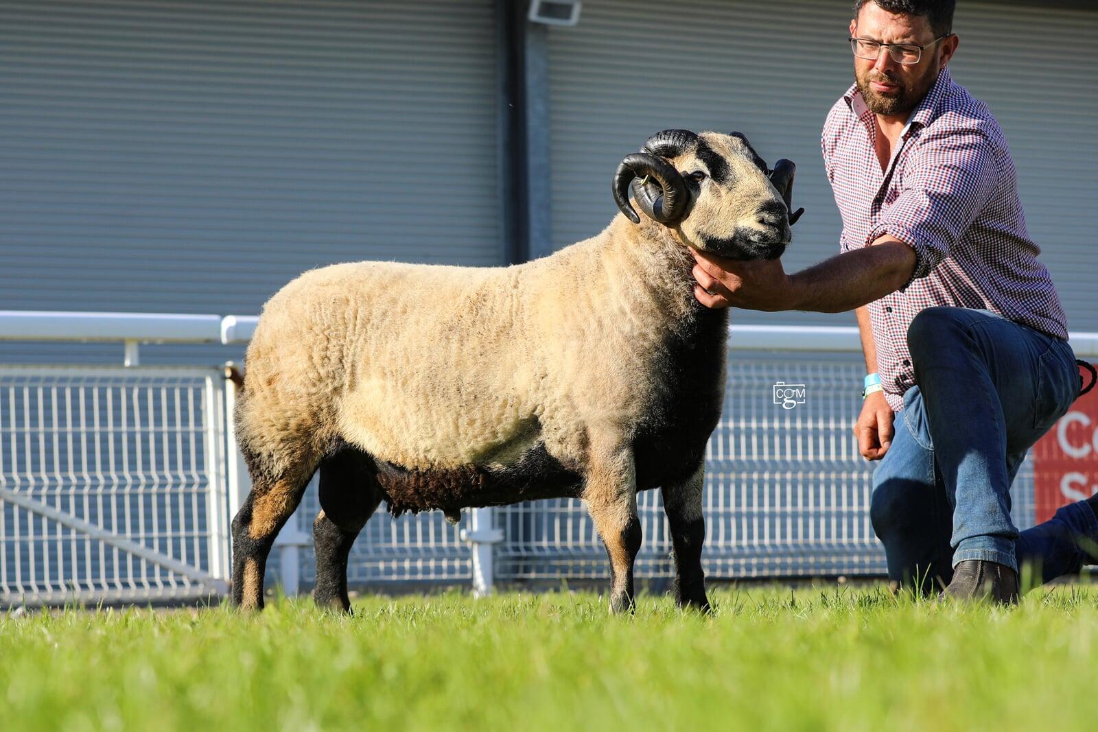 Torrdu 1st Prize Aged Ram