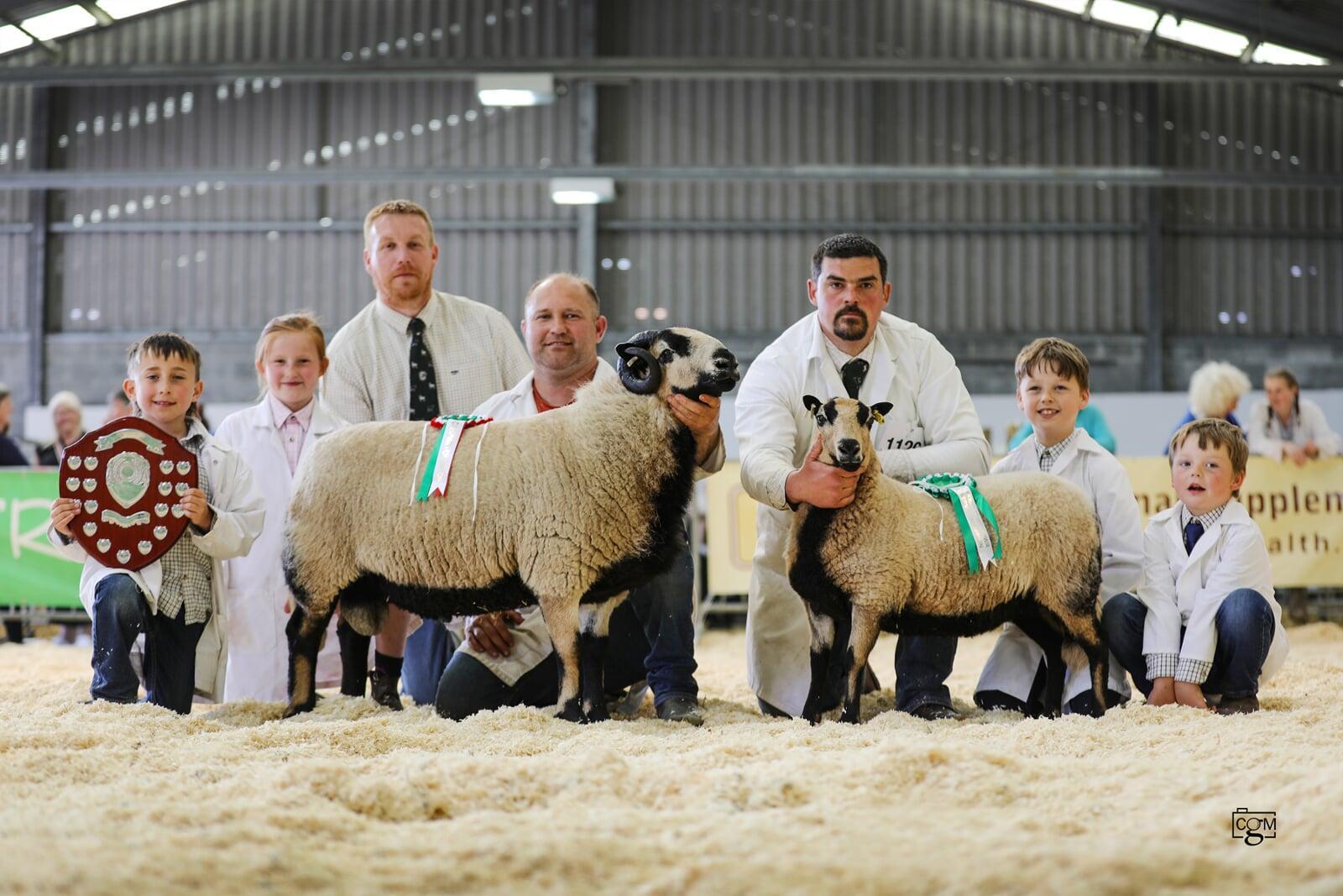 Torddu Champion Shearling Ram Reserve Champion Shearling ewe