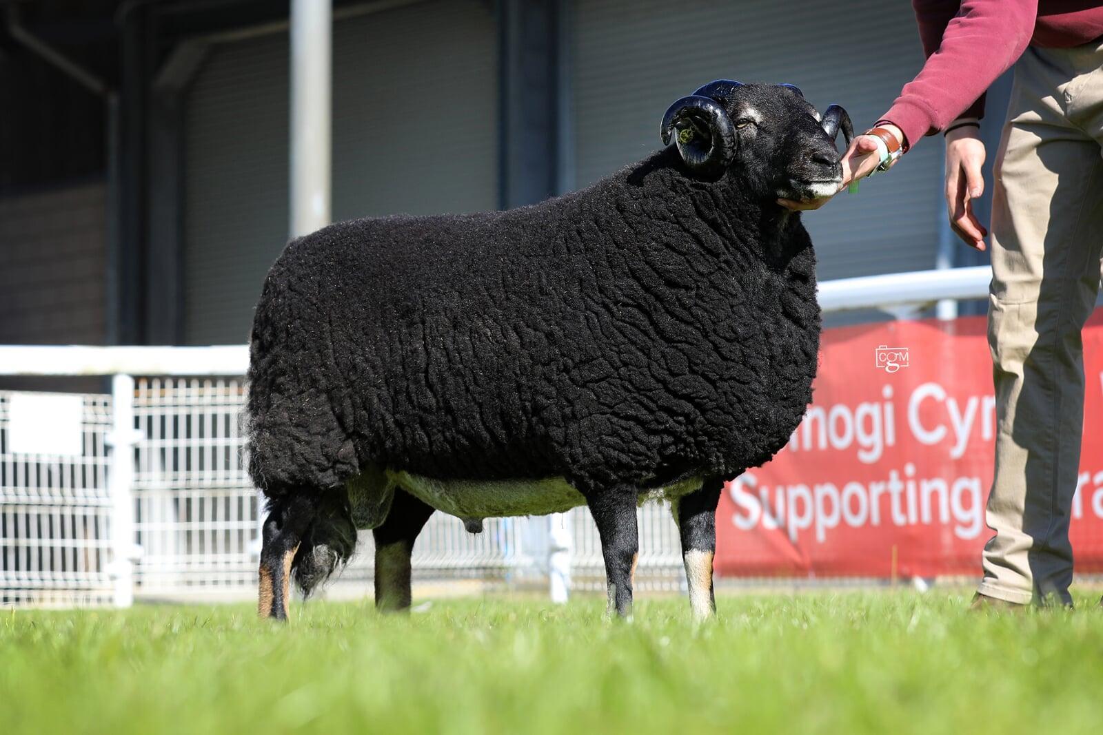 1st Prize Aged Ram